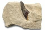 Fossil Plesiosaur (Libonectes) Tooth - Asfla, Morocco #252338-1